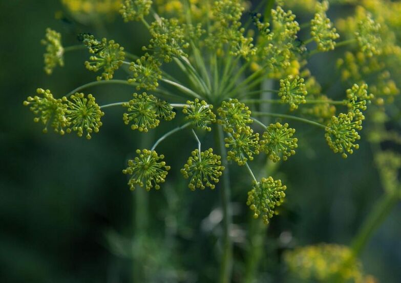 Dill seeds used to make a medicinal tincture for cervical osteochondrosis